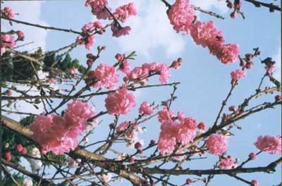 郎士元《听邻家吹笙》鉴赏 郎士元《听邻家吹笙》鉴赏