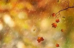 古诗词中的秋雨，滴滴落心头